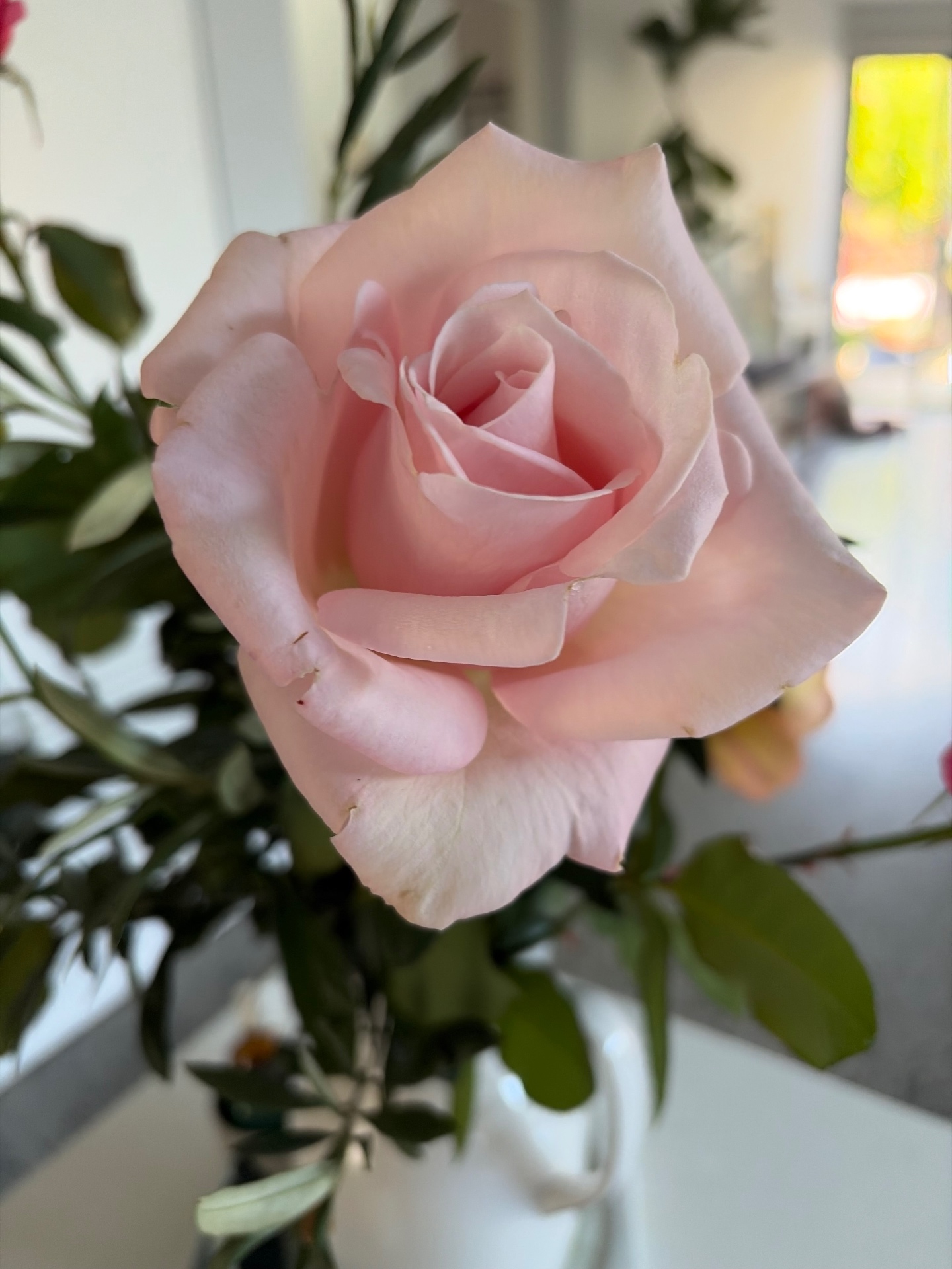 Soft blush pink rose in a vase