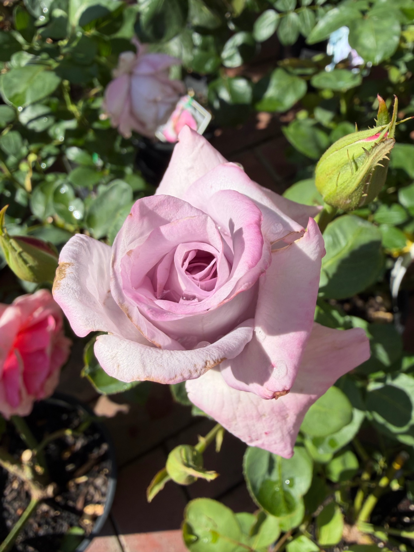 Lavender rose in sunlight