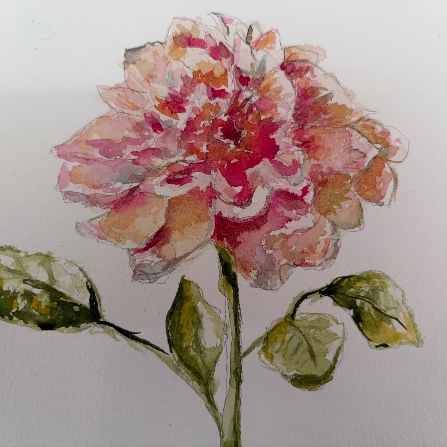 Watercolour of an apricot cabbage rose
