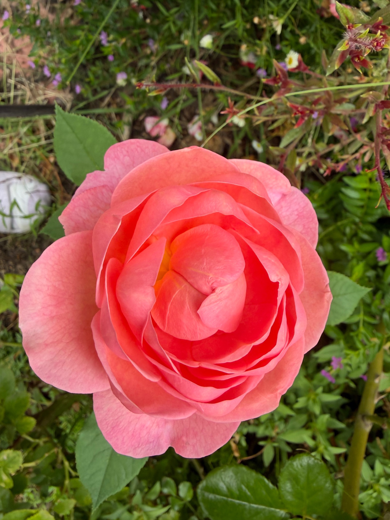 Coral pink cupped rose