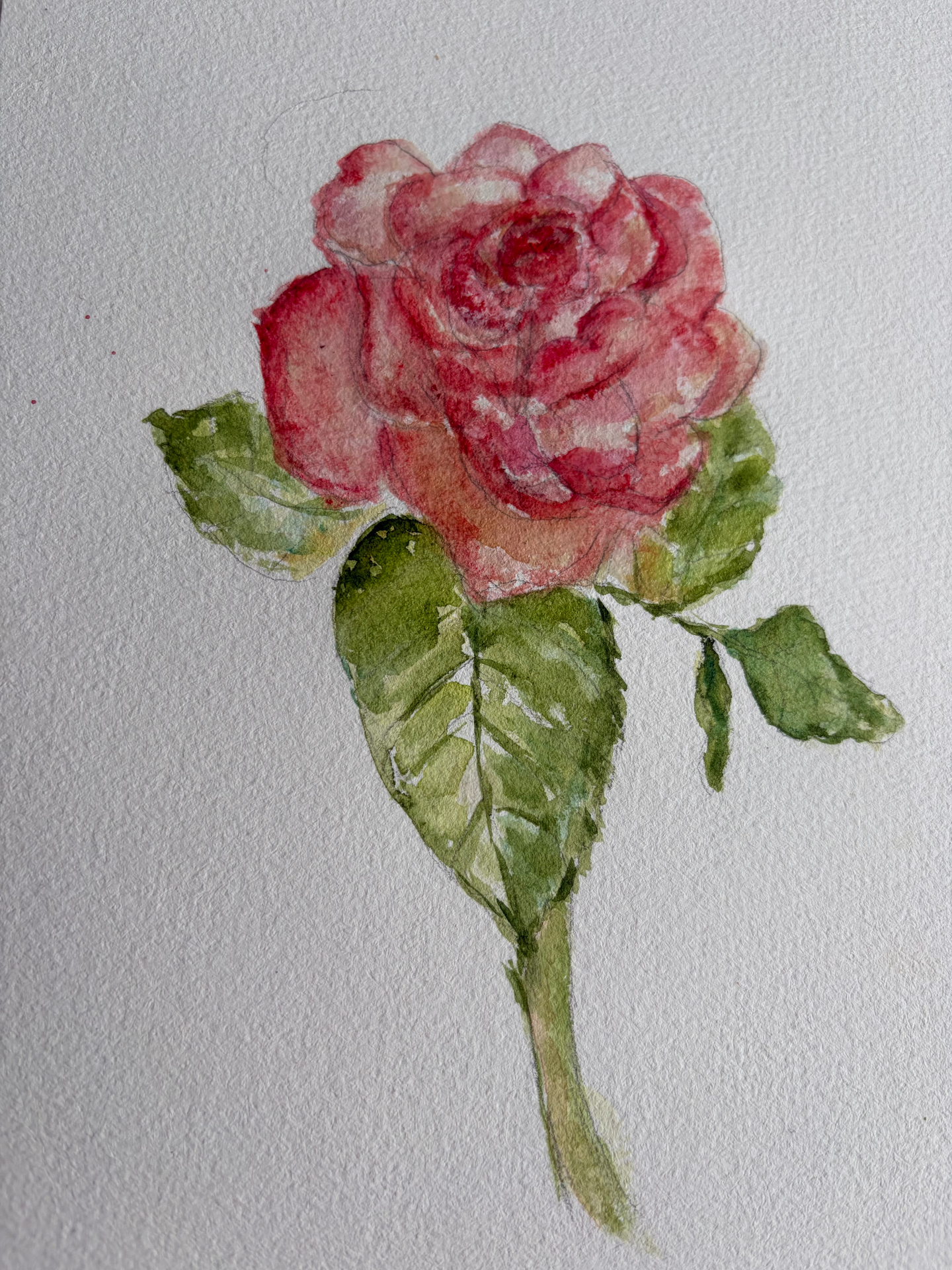 Watercolour of a single coral rose