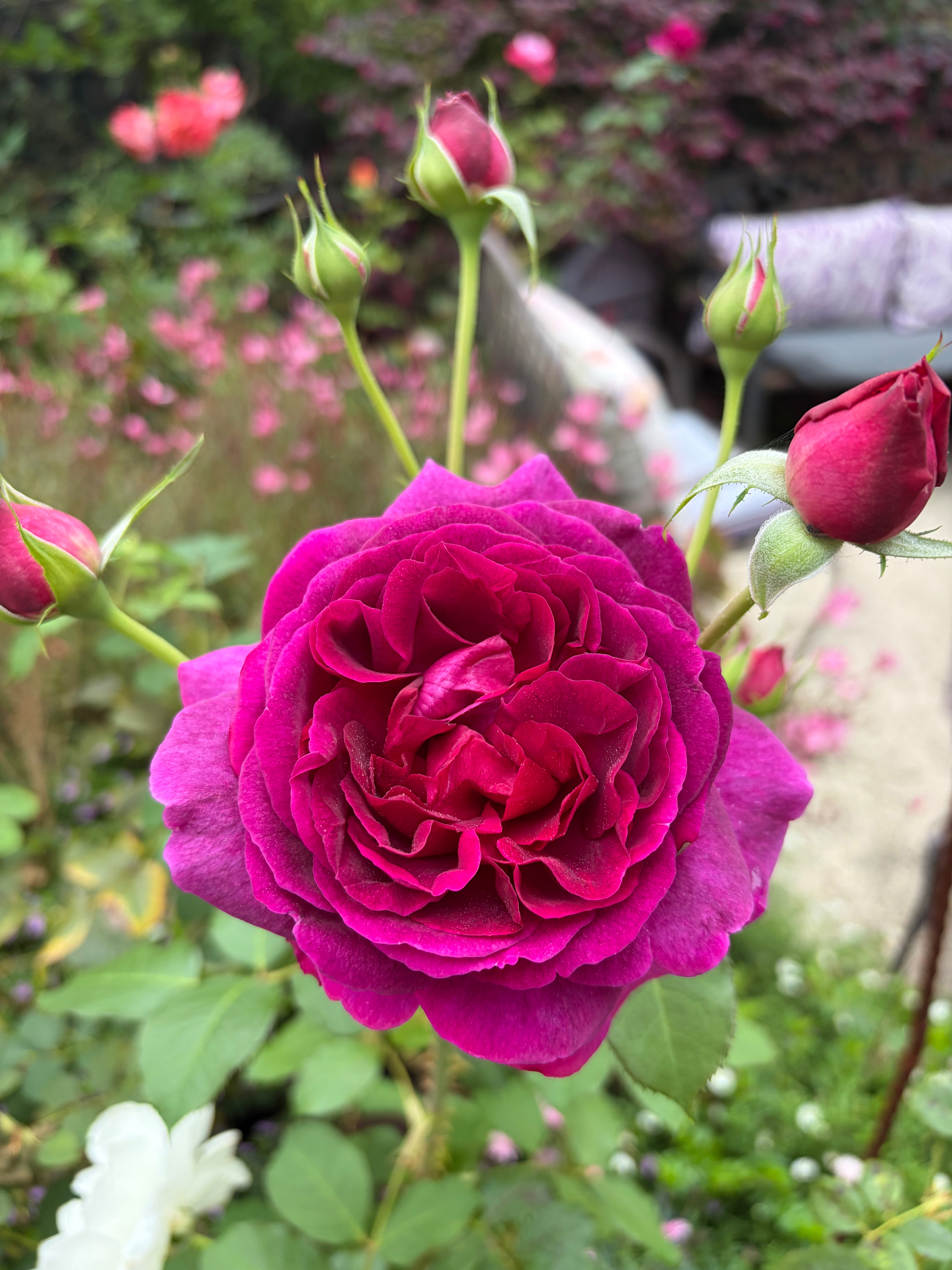 Deep magenta old-world rose