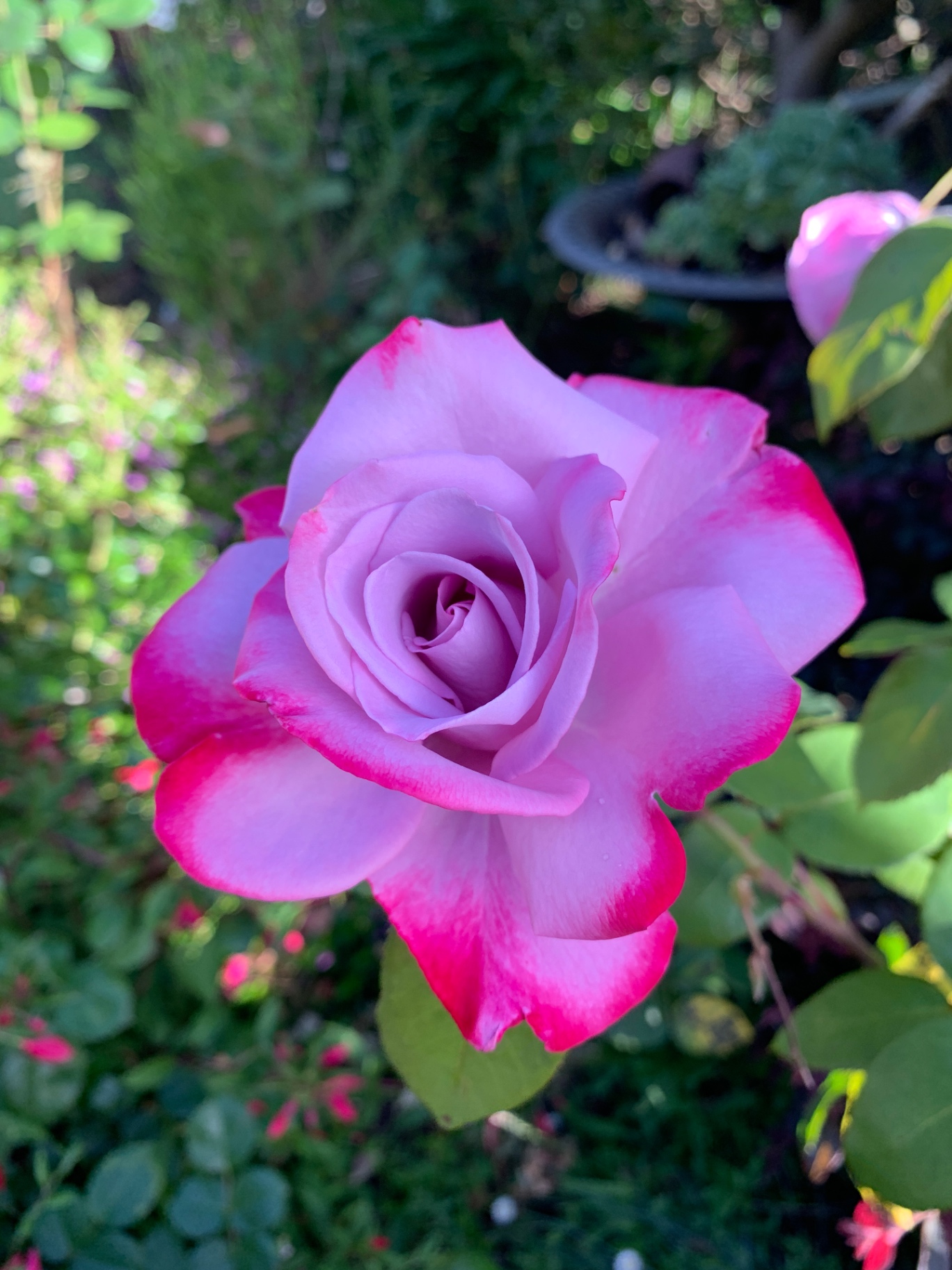 Lavender rose with hot pink edges