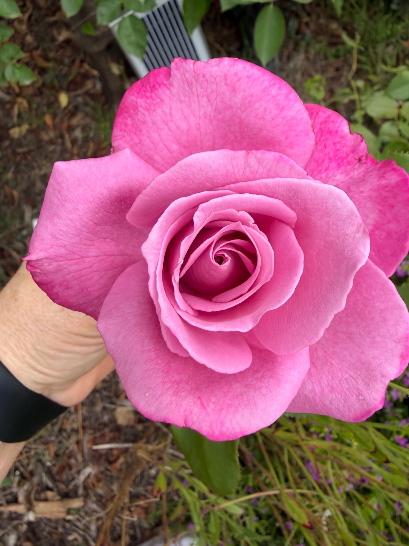 Bright pink hybrid tea rose