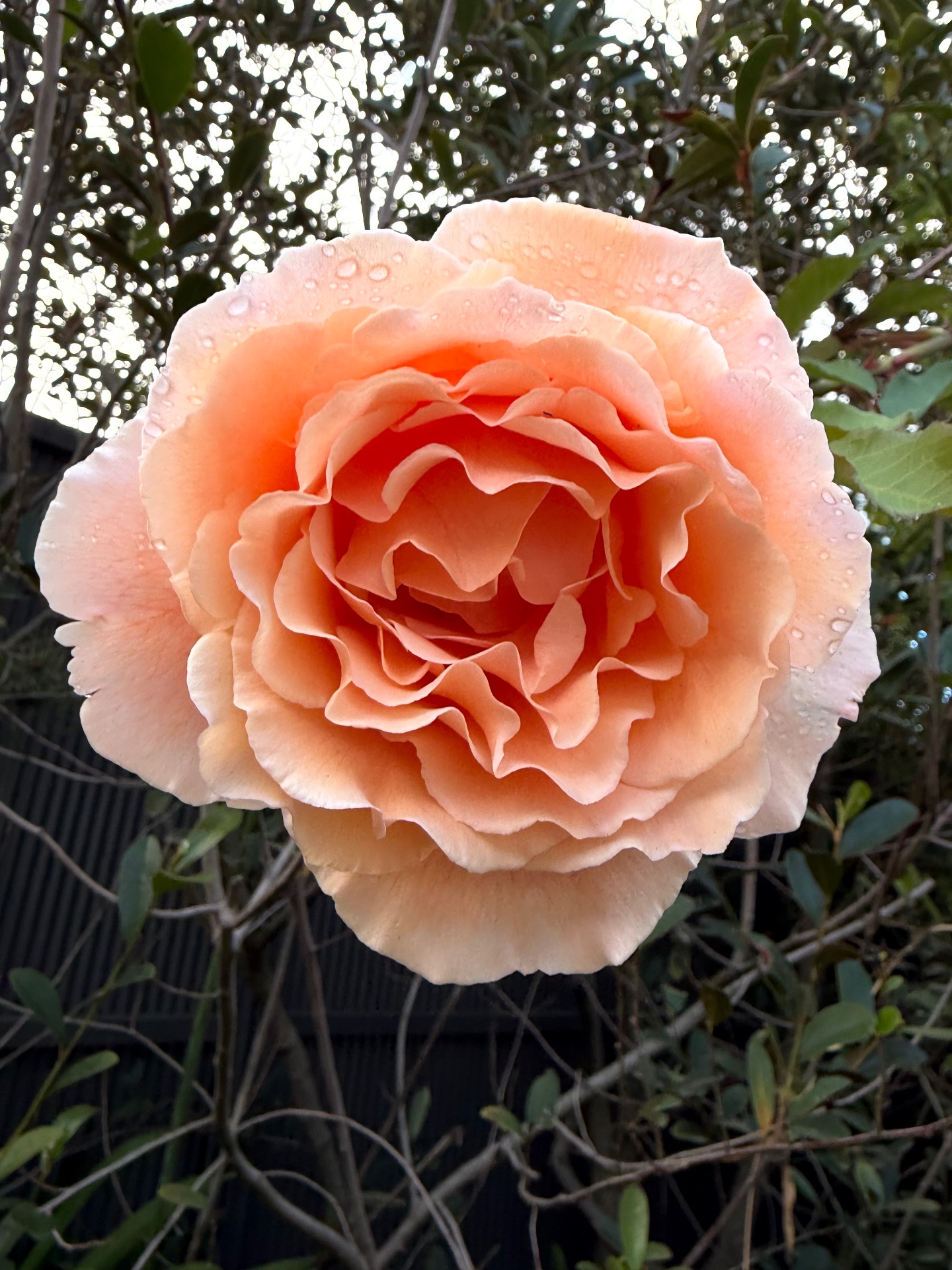Peach ruffled rose with morning dew