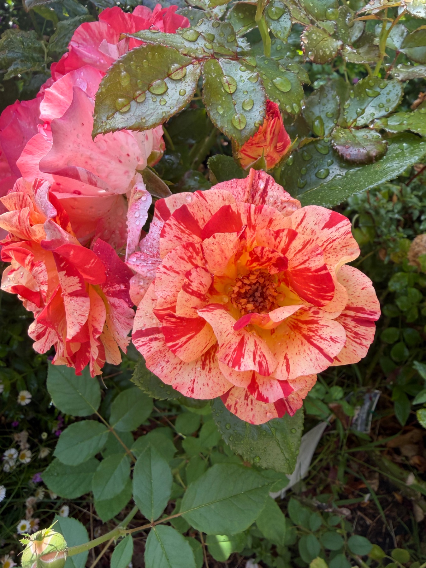 Striped orange and red rose after rain