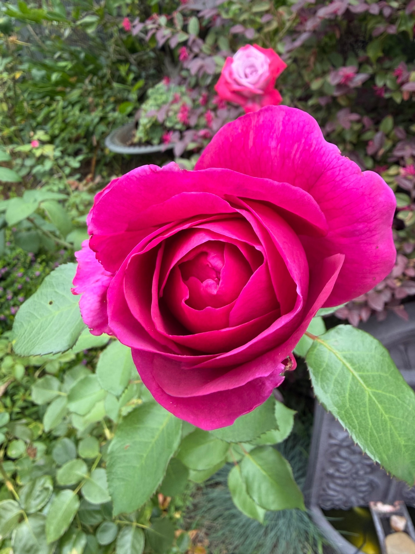 Hot pink rose with pale lavender centre