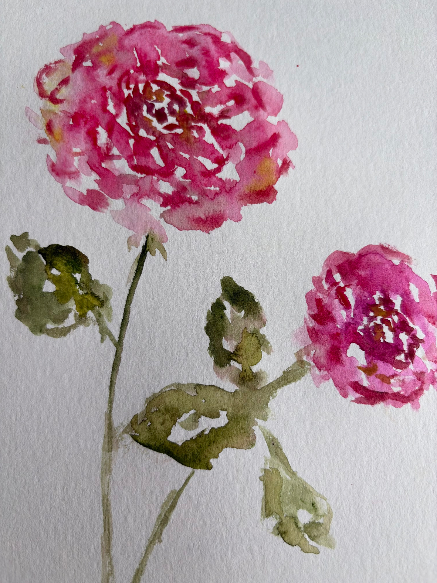 Watercolour of two hot pink roses