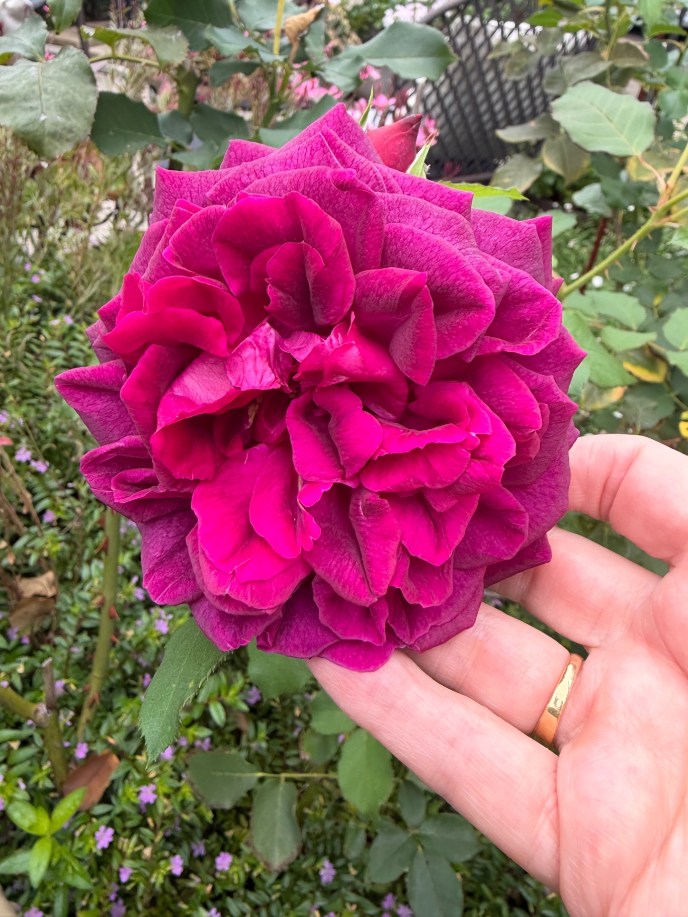 Deep magenta ruffled heritage rose