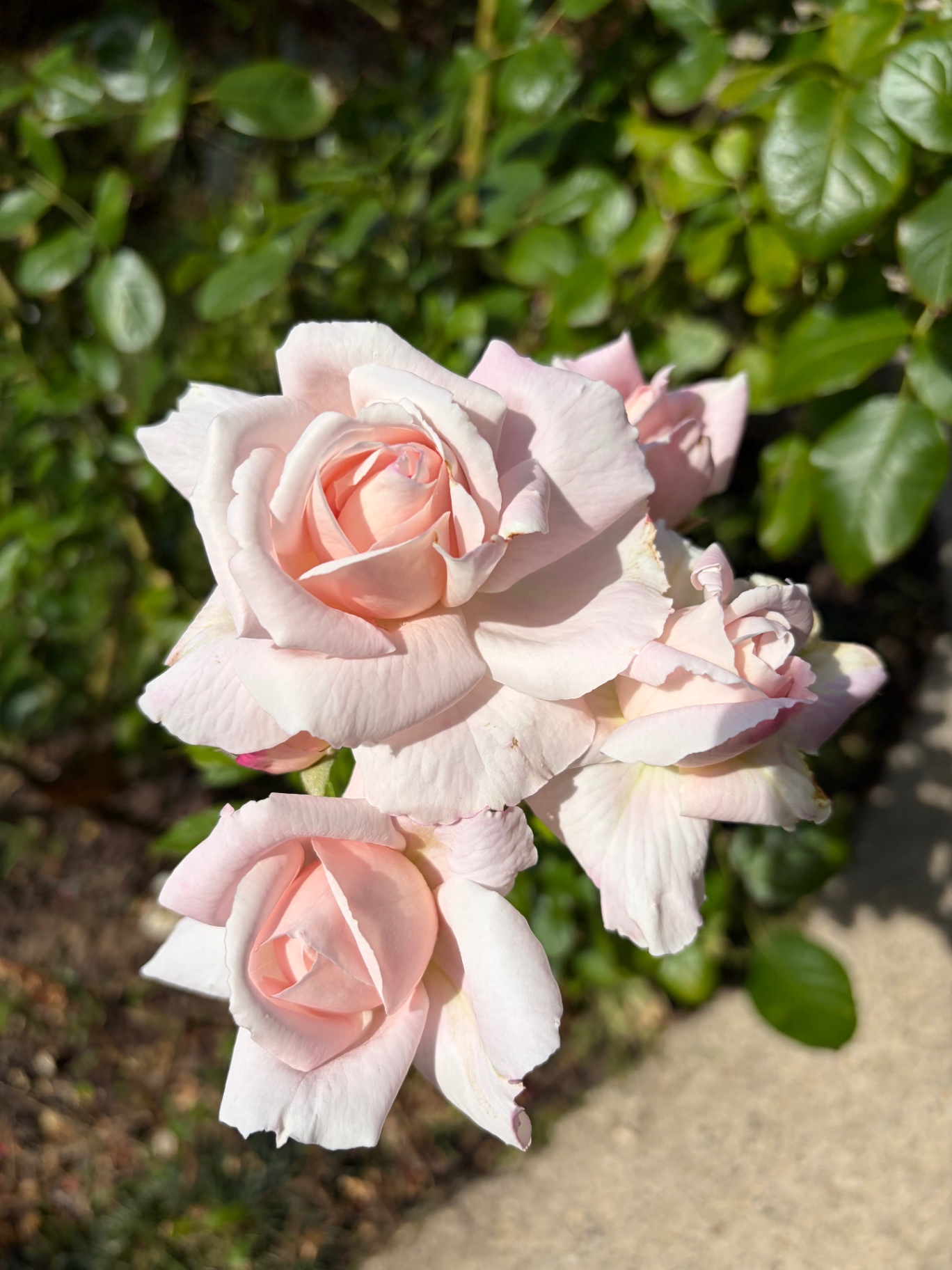 Cluster of pale pink roses
