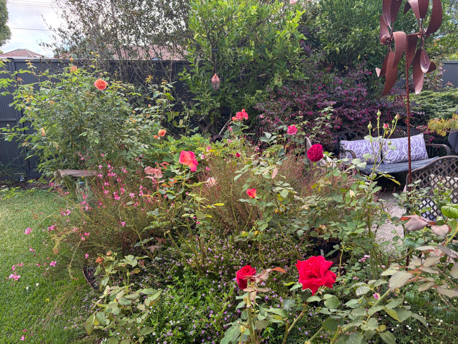 Danielle's rose garden in full bloom