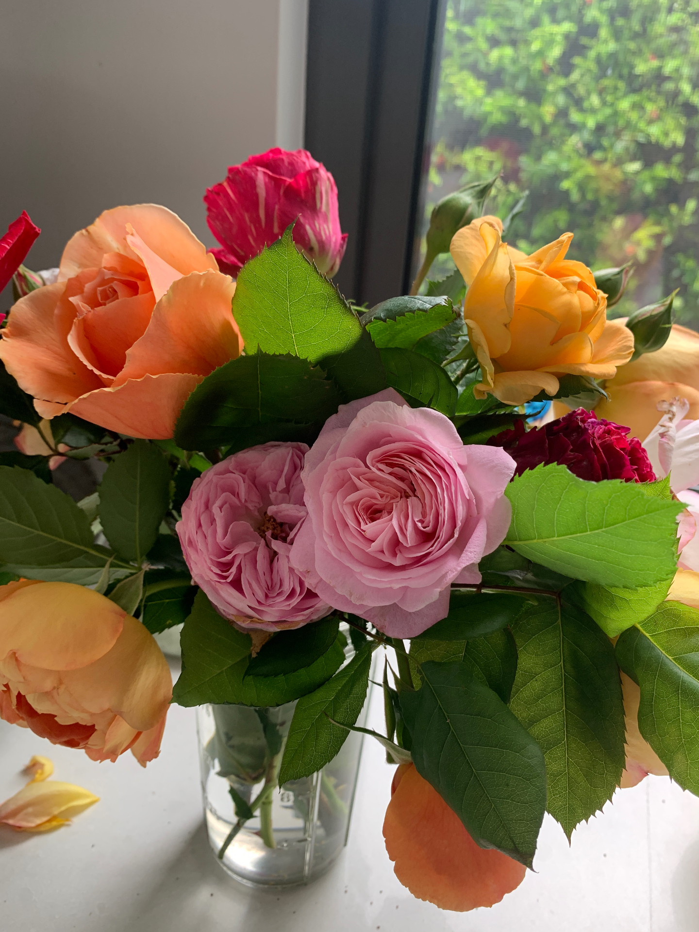 Mixed peach, apricot and pink roses on the windowsill