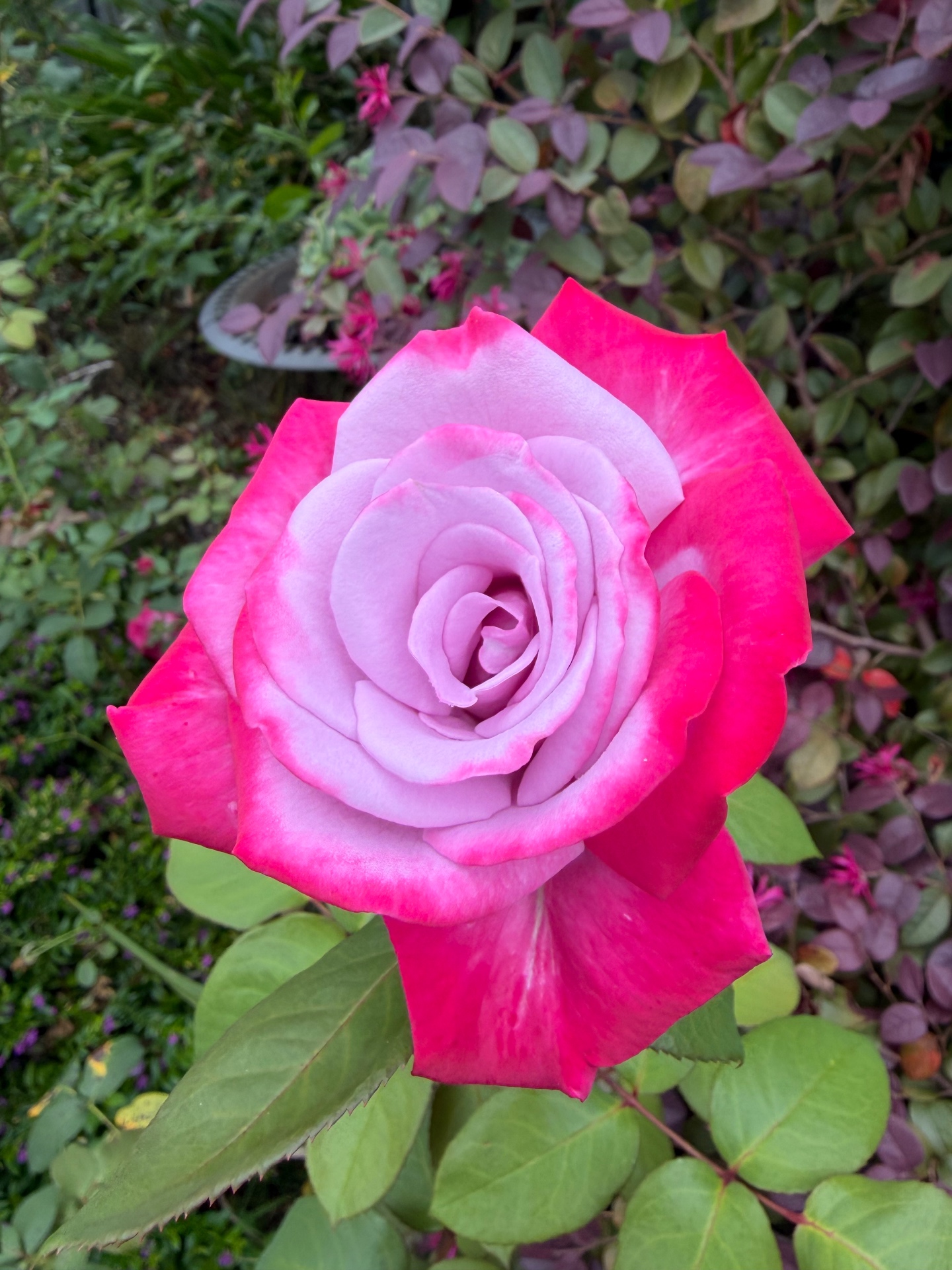 Vivid pink cupped rose